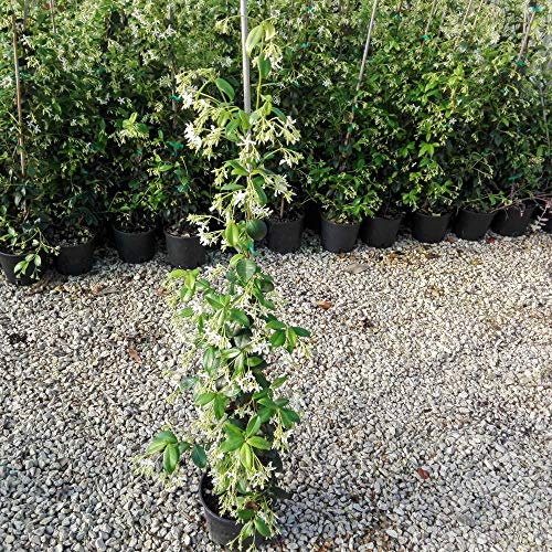 Gelsomino Rampicante, 10 piante alte 80/100 cm, vaso 16, per 8-12 metri di siepe