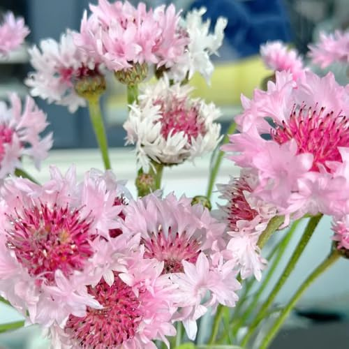 Semi di fiordaliso - da balcone resistenti Centaurea cyanus - biologici semi esotici rare per esterno resistenti all'inverno 50pcs