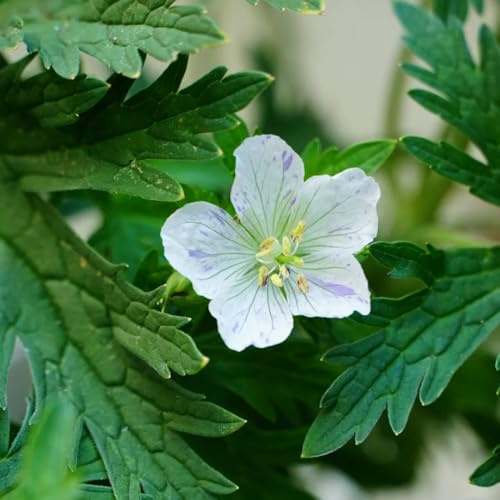 storchschnabel bodendecker, blumensamen mehrjährig winterhart storchschnabel, kräuterpflanzen balkon balkonpflanzen winterhart 500samen