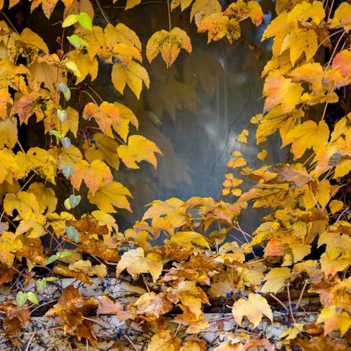 wilder wein, jungfernrebe - nachhaltige produkte Parthenocissus tricuspidata kletterpflanze deko wohnzimmer seltene balkonpflanzen büropflanzen immergrüne minigarten winterharte 100samen
