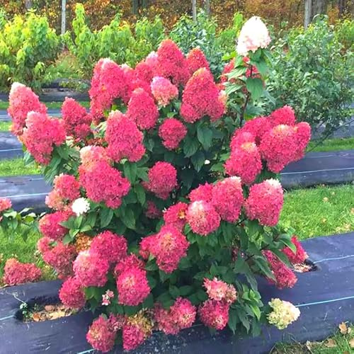 6-1 Feet Light Pink to White Hydrangea Bush Plant Tree Live Shrub, Dormant, Starter Plant, Change Color, Cold Hardy Variety