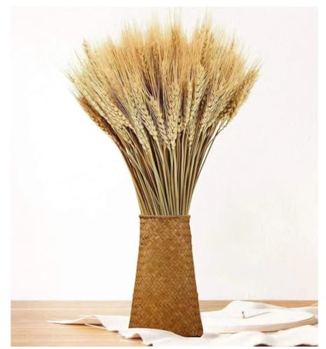 100pcs Weizen Getrocknete Blumen Weizen Deko Getrocknet äHren Weizen Deko Getrocknete Weizen Natur Getreide äHren Getrocknet Deko Trockenblumen für Kamin, Zuhause, KüChe, Kirche, Tisch 40cm