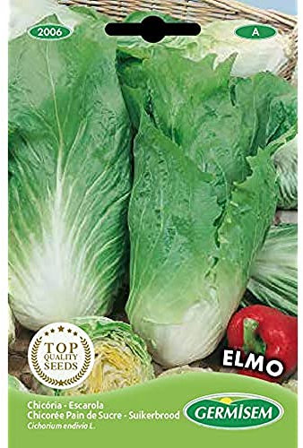 Germisem Endivie ELMO, mehrfarbig, EC2006