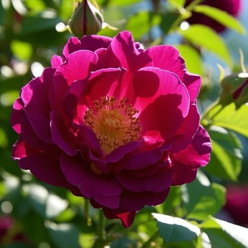 semillas de rosas trepadoras de balcón, inusuales rosas silvestres, macizo exóticas jardín semillas pradera pradera decorativas perenne jardín 600semillas