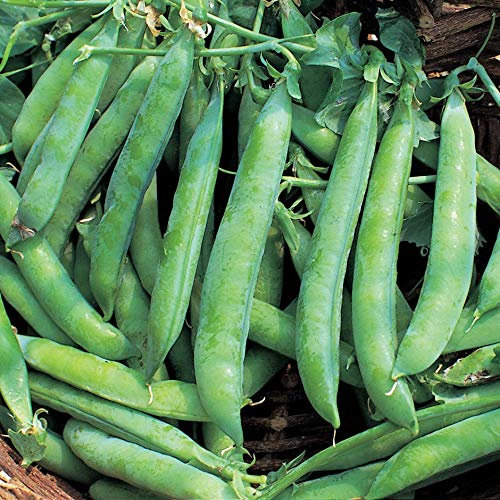 Bolly Bulbs® - Dwarf Pea Seeds 'Kelvedon Wonder' (35 Seeds)
