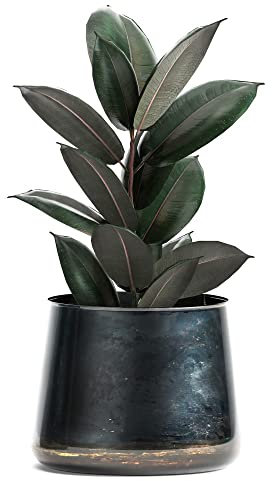 Houseplant Ficus elastica 'Abidjan' Indian Rubber Plant Tender Shrub Bronze-Burgundy Glossy Leaves Air Purifying Easy to Grow Your Own Indoor Jungle Plants 8.5cm Potted Plants by Thompson and Morgan