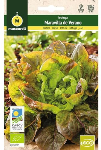 Mascarell Semillas, LECHUGA MARAVILLA DE VERANO, Semillas Ecológicas, 3 Gramos
