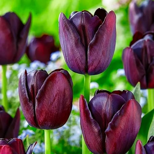 Gemischte Tulpen in seltenen Farben, winterharte Stauden, perfekt für Gärten und als Innendekoration, pflegeleicht und farbenfroh-3 Wurzel-E