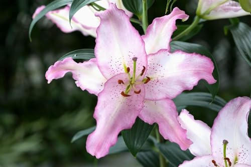 2 Bulbi di giglio profumato bianco e rosa | Lilium Brasilia | MY PLANTIS | gigli orientali | bulbi estivi