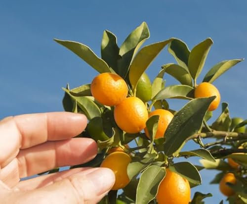 Árbol Frutal de Kumkuat o Naranjo Chino Natural Ideal para el Jardín o la Terraza