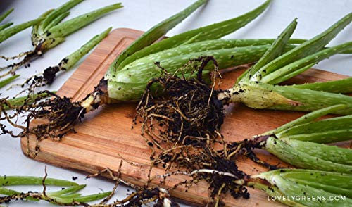 Piccolo 10 cm x 2: Aloe Vera generici, nicht getopfte Pflanze und Foglia 10 cm – 25 cm hoch, Barbadensis Miller