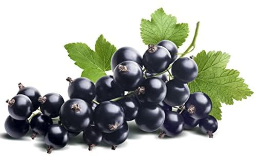 Blackcurrant Plants, 'Wellington', 1 x Full Plant in a 3 Litre Pot, Blackcurrant, Garden Ready and Ready to Plant, Premium Quality Fruit Plants