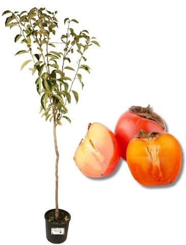 P. Piantine da Orto | Caco Vaniglia, Pianta in Vaso Diametro 22 cm, Pianta da Frutto, Pianta Vera da Esterno, Giardino o in Terrazza, Vivaio Italiano