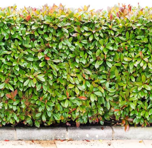 Photinia red robin semillas verano medicinales interior bonsái cortadas decoración jardín balcón 500pcs