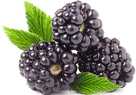 BlackBerry Plants, 1 x Full Plant in 3 Litre Pot, Blackberries, Fruit Plants, Garden Ready and Ready to Plant, Premium Quality Fruit