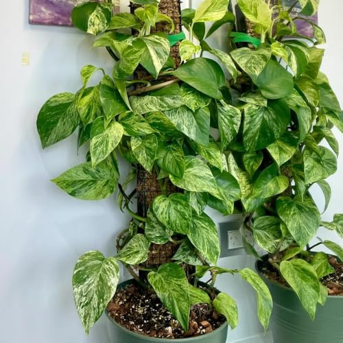 Semi di Pothos - da soggiorno Epipremnum aureo - resistenti da interno da appartamento che purificano l'aria semi vecchie varietà 300pcs