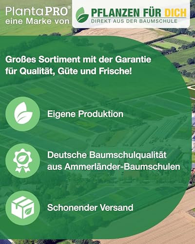 Campsis tagliabuana 'Madame Galen' 40–60 cm – Winterhart Mehrjährig Pflegeleicht – Trompetenblume – Kletterpflanze für Pergola & Rankhilfe