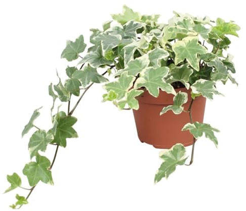 Edera variegata Hedera helix White Wonder 3 piante in vaso ø8 cm