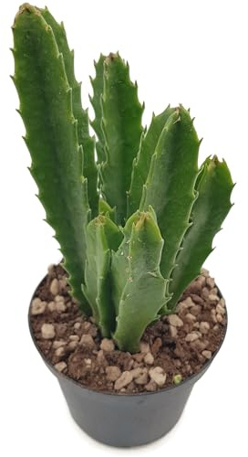 Fangblatt - Stapelia gigantea - Riesensternblume - exotische Aasblume - außergewöhnliche Zimmerpflanze/Sukkulente