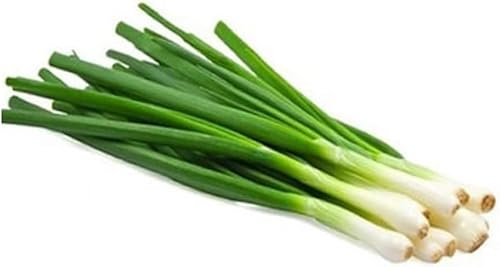 100 Graines Semences - Ciboule ou Cive Blanche - Aromates