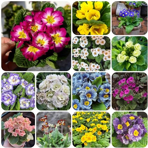 semi di primula resistenti decorativi resistenti al balcone primule selvatiche per il giardino roccioso rare, decorazione del soggiorno 350pcs