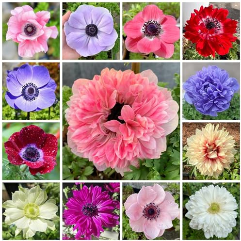 semi di anemone, esotiche resistenti e decorativi to perenne, decorazione autunnale copertura del terreno, perenne da giardino rocciose 55pcs