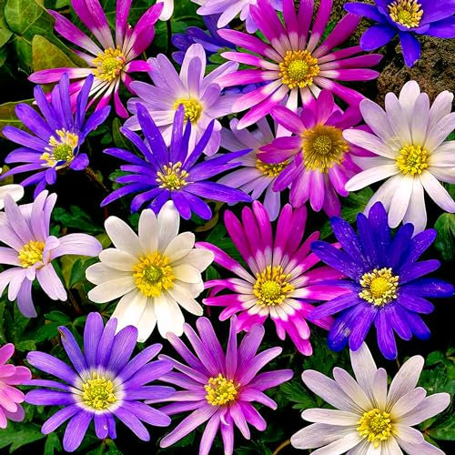 Bulbes Anemones Blanda - 50 Bulbes de Fleurs à Planter Extérieur - Plantes Vivaces Exterieur - Rustique - Naturelle Plantes de Hollande pour Jardin, Pot et Balcon (pas de graines, non artificielle)