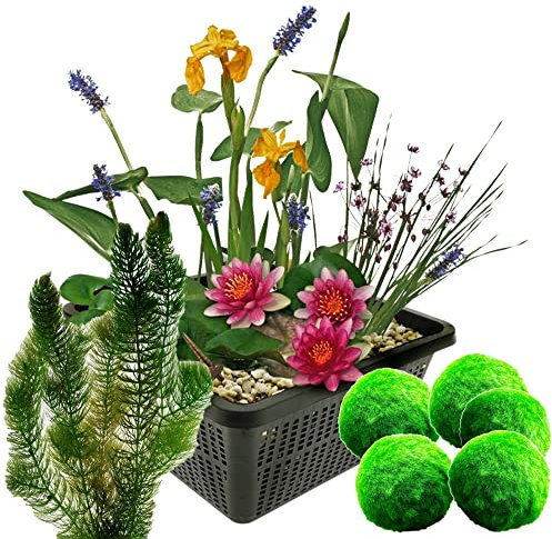 vdvelde.com - Mini Teichset - Rot + Sauerstoffpflanzen gegen Algen - 1 Rote Seerose, 3 Blühende Wasserpflanzen 5 Mooskugeln und 6 Hornblatt - inklusive Teichkorb