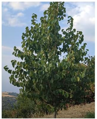 Stk - 20x Baumhasel-Corylus colurna Garten Baum Pflanzen - Samen U8 - Seeds & Plants Shop by Ipsa