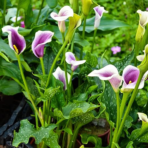 calle, Zantedeschia, balcone con decorazioni giardino esterni 5bulbi