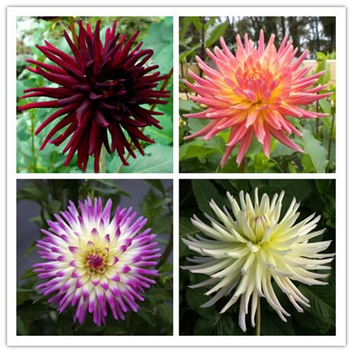Mélange de graines de cactus Dahlia Fleur coupée Facile à cultiver Peigne Paquet de 500 graines