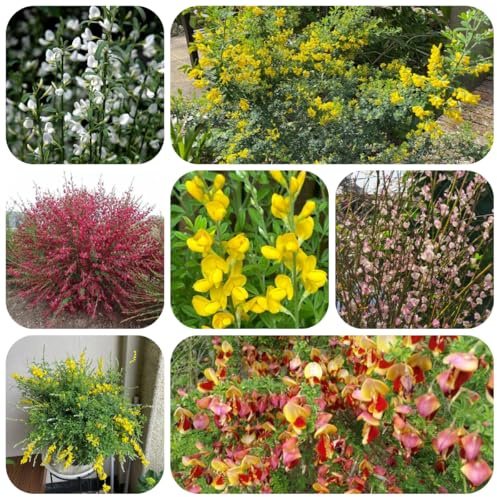 semi di ginestra resistenti semi di recisi, rampicanti Citiso scopario decorazione da giardino per esterni, tappeto to resistenti 300pcs