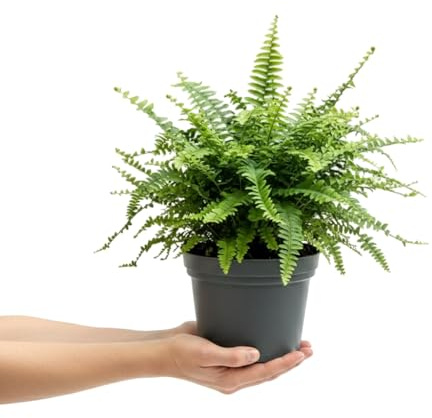 Nephrolepis Exaltata DECOALIVE Helecho espada Planta Viva Verde para Decoración Natural con 17 cm de Diámetro y 50 cm de Altura