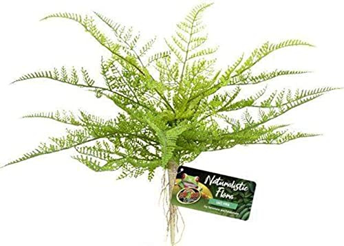 Zoo Med Naturalistic Flora, Lace Fern