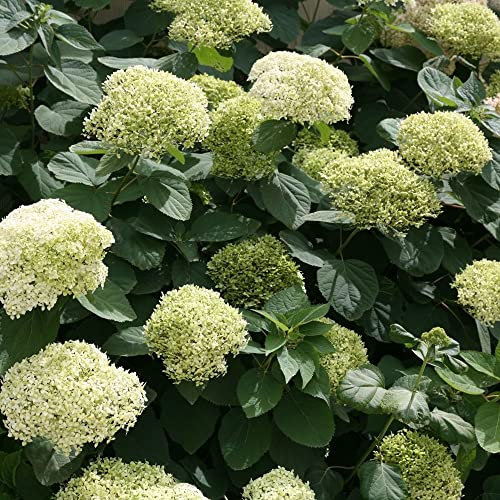 Ortensia Lime Rickey - Hydrangea arborescens 'Lime Rickey'® PW -