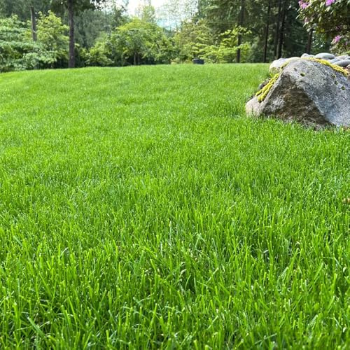 semillas de cesped medicinales en camas elevadas cesped balcón resistentes cama decorativa para interior semillas de pasto 5500pcs