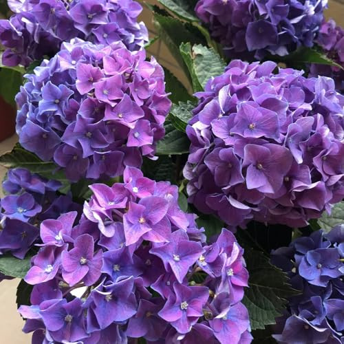 Semillas de hortensias, de otoño abeja semillas decoración de jardín para exterior 80pcs
