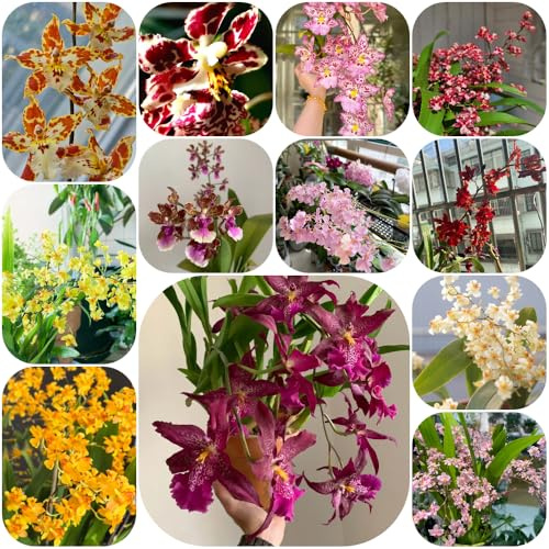 Semi di orchidea Oncidium - resistenti raro semi di come bomboniera resistenti per giardini rocciosi arredamento del soggiorno selvatici per gli 600pcs