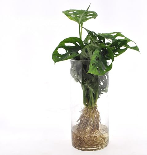 Monstera en vaso cilíndrico - 25cm - Ø12cm - Planta de interior - Hojas perennes