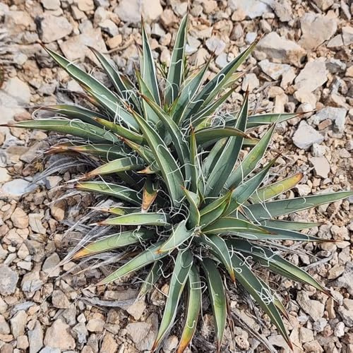 Semi di Yucca Filamentosa, per luoghi soleggiati da balcone semi di selvatici per giardino perenni 40pcs