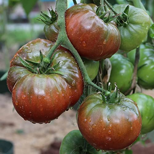 samenfritze Black Sea Man Bio-Tomatensamen für ca. 10 Pflanzen – kältetolerante Fleischtomate
