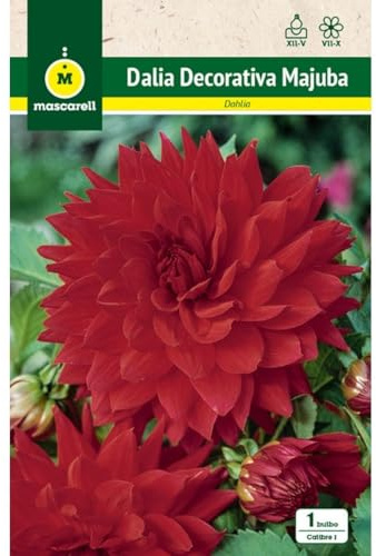 Mascarell Semillas, DALIA DEC. MAJUBA, Semillas Bulbosas, Bulbos de Flores Primavera Fácil de Cultivar, Bolsa 1 Bulbo