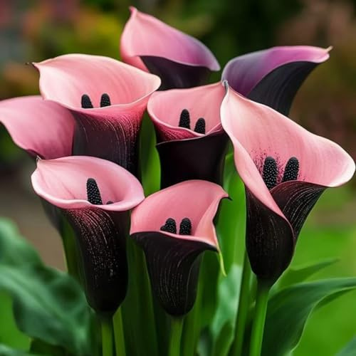 Raro Calla,Piante perenni,Calla pianta vera,resistenti al freddo,Tagliare,Adatto per piante da giardino(non artificiali)-2 bulbi-R