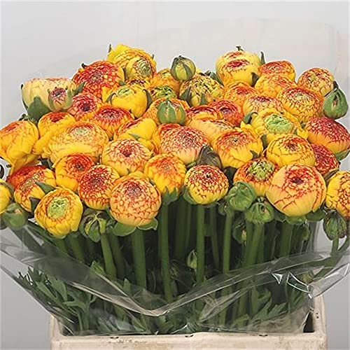 Ranunculus bulboso/4ietà di colori/Arbusti ornamentali a crescita stagionale-20bulbi