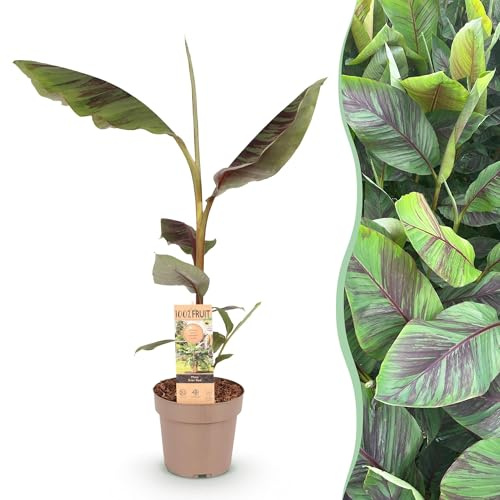 GreenboutiQ - Obstpflanze - Japanische Bananenpflanze Winterhart - Musa Ever Red - Winterhart - Topf 21cm Höhe 70-90cm