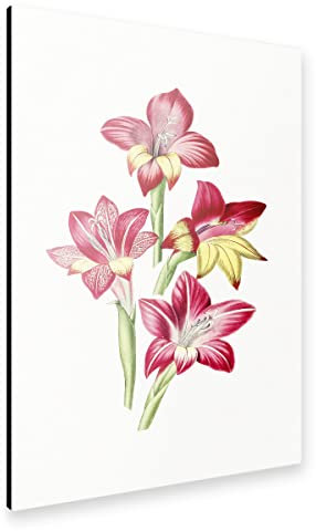 artboxONE Alu-Print 90x60 cm Rote Gladiole von Künstler Mango Art