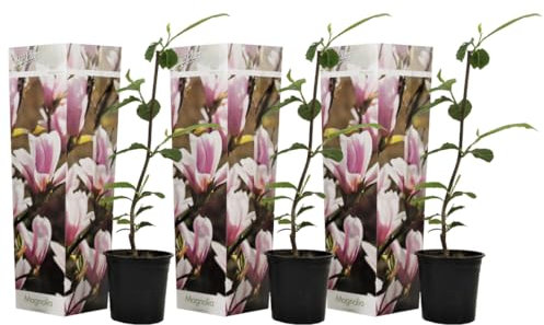 Plant in a Box - Magnolia Soulangea - Set di 3 - Ampio arbusto/piccolo albero Resistente all'inverno - Fiori Rosa - Vaso 9cm - Altezza 25-40cm