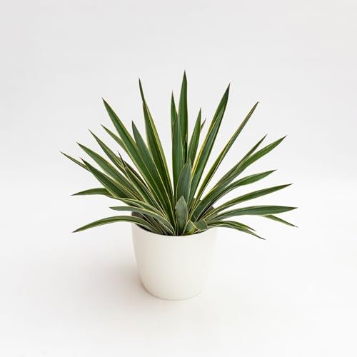 Pianta vera di Yucca gloriosa Variegata - Diametro Vaso Ø 18 cm