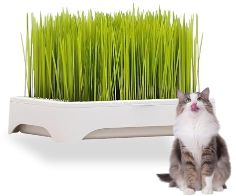 DIFLAX Plateau Herbe à Chat, 1 Set Kit Herbe à Chat, Herbe à Chat, Graine Herbe à Chat, Plateau de Semis, 3-teilig Démontable, Für Herbe à Chat-Croissance