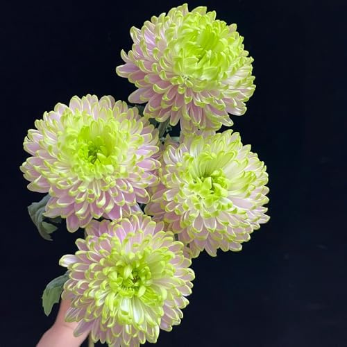 semillas de crisantemo resistentes - crisantemo - para bancales elevados perennes primavera, silvestres jardín rocas resistentes macizo 130pcs